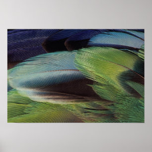 Poster conception de motif de plume de perroquet
