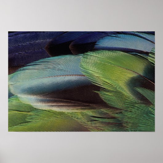 Poster conception de motif de plume de perroquet (Devant)