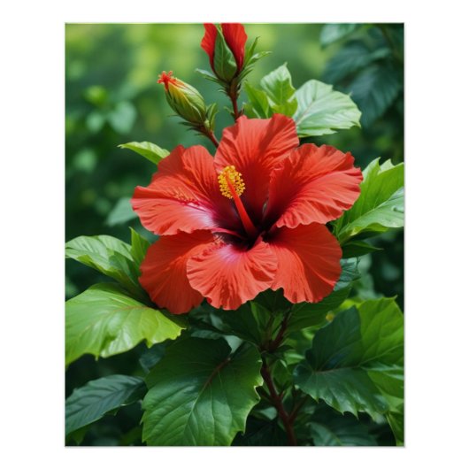 Poster Conception de photographie de fleur d'hibiscus rou (Devant)