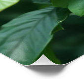 Poster Conception de photographie de fleur d'hibiscus rou (Coin)