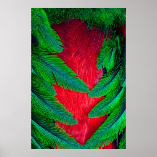 Poster Conception de plume de Quetzal resplendissant (Devant)