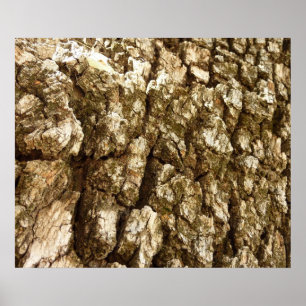 Poster Conception de texture naturelle de l'écorce d'arbr