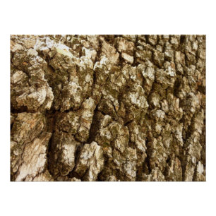 Poster Conception de texture naturelle de l'écorce d'arbr