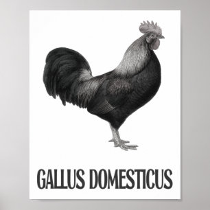 Poster Conception de volaille de poulet _1