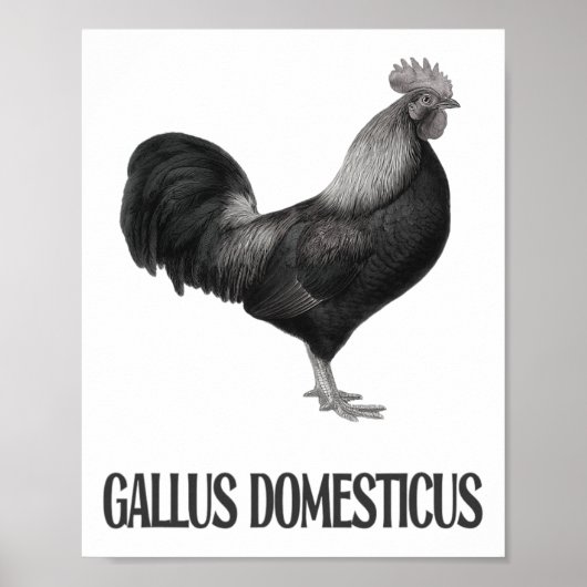 Poster Conception de volaille de poulet _1 (Devant)