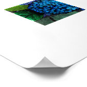 Poster Conception florale Fleur d'hortensia bleue (Coin)