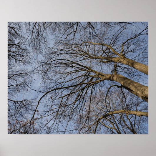 Poster Conception/motif de tronc d'arbre. Pioineer Park, (Devant)