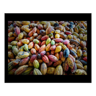 Poster Conception photographique de cabosses de cacao col