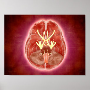 Poster Conceptual Image Of Cranial Nerves In Brain