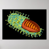 Poster Conceptual Image Of Rabies Virus 3 (Devant)