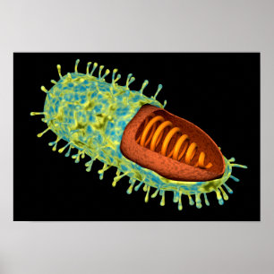 Poster Conceptual Image Of Rabies Virus 3