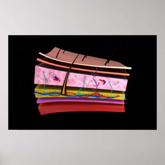 Poster Conceptual Image Of The Layers Of Human Skin 2 (Devant)