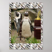 Poster Concert de pingouin (Devant)