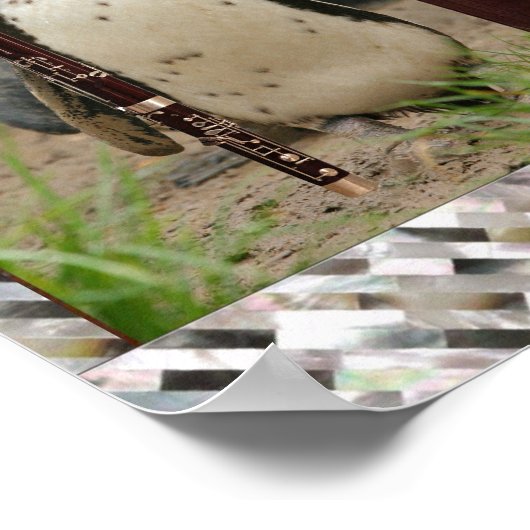 Poster Concert de pingouin (Coin)