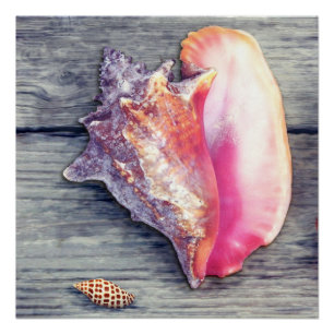 Poster Conch rose Junonia Seashell Photographie