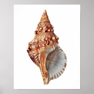Poster Conch Sea Shell no.3 Beach Décor Art Imprimer