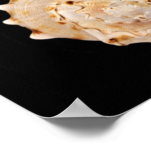 Poster Conch Shell (Coin)