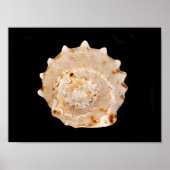 Poster Conch Shell (Devant)