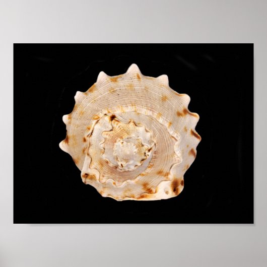 Poster Conch Shell (Devant)