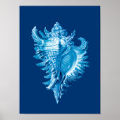 Poster Conch Shell Sea Life Imprimer, Indigo bleu et blan (Devant)