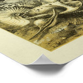 Poster Conch Shells (Coin)