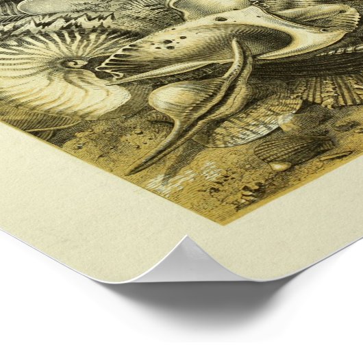 Poster Conch Shells (Coin)