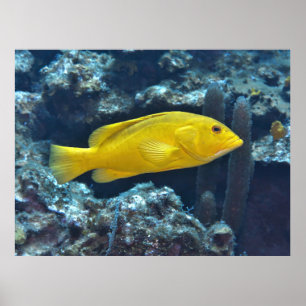 Poster Concile de phase jaune