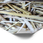 Poster Concombre africain sauvage (Coin)