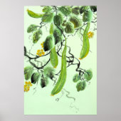 Poster Concombre Chinois (Devant)