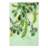 Poster Concombre chinois (Devant)