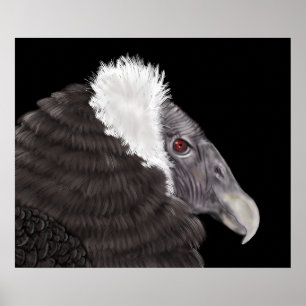 Poster Condor andin illustré