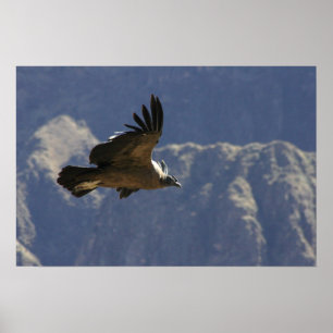 Poster Condor de canyon de Colca
