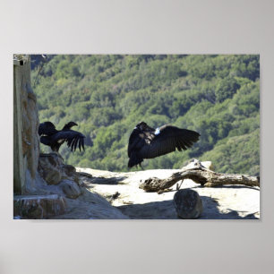 Poster Condors de Californie