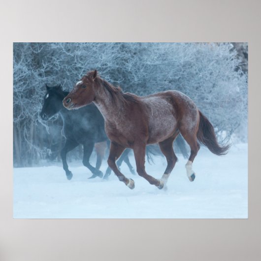 Poster Conduite de chevaux (Devant)