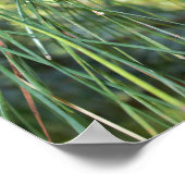 Poster Cône de pin (Coin)