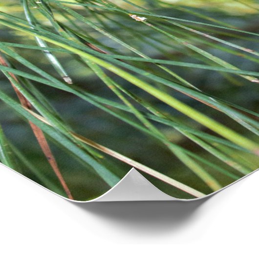 Poster Cône de pin (Coin)