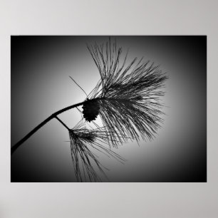 Poster Cône De Pin Sur Branche - Noir