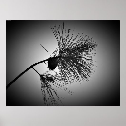 Poster Cône De Pin Sur Branche - Noir (Devant)
