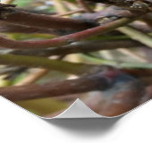 Poster cône de sapin rayé (Coin)