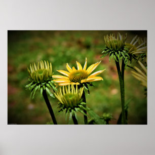 Poster Coneflower,