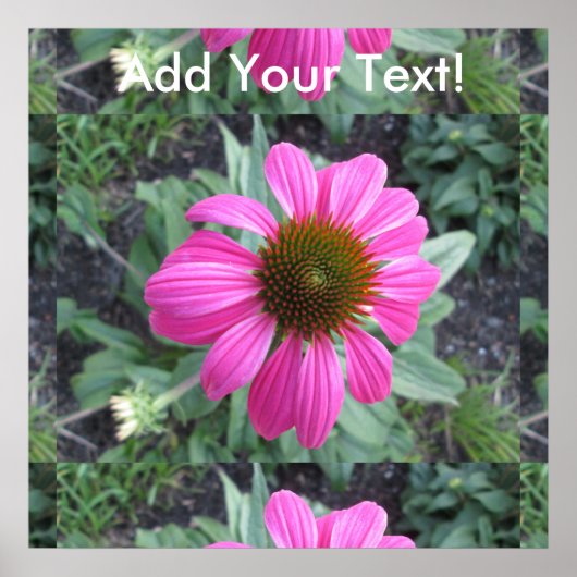 Poster Coneflower (Devant)