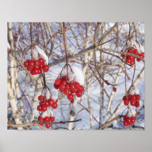 Poster Cônes de neige de cerise