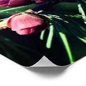 Poster Cônes de pin miniature proches (Coin)