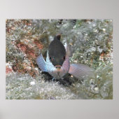 Poster Coney (Devant)