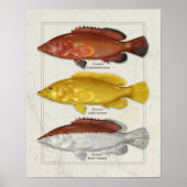 Poster Coney Grouper with Color Variations (Devant)