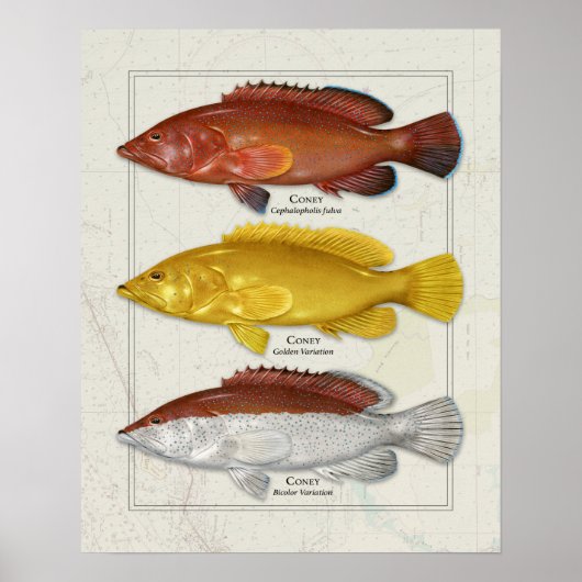 Poster Coney Grouper with Color Variations (Devant)