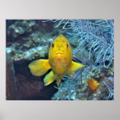 Poster Coney in Yellow (Devant)