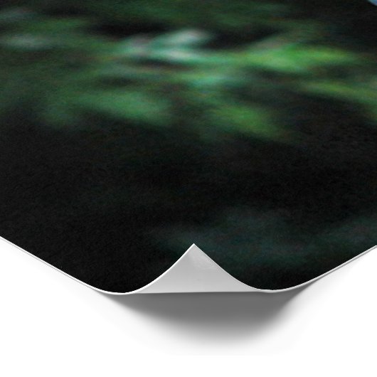 Poster Conférence des oiseaux (Coin)