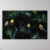 Poster Conférence des oiseaux (Devant)