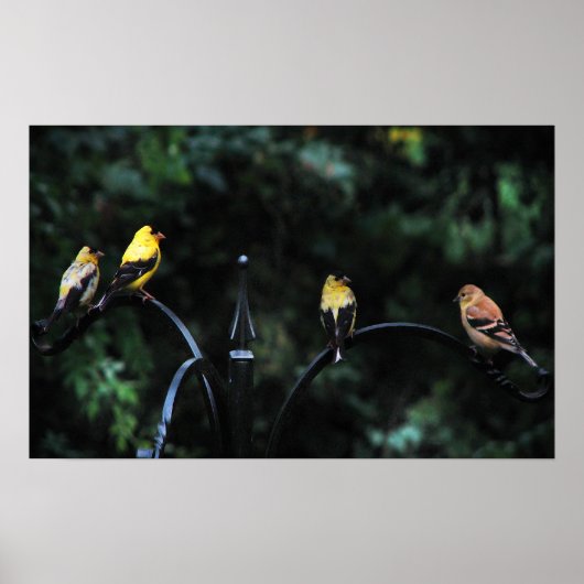 Poster Conférence des oiseaux (Devant)